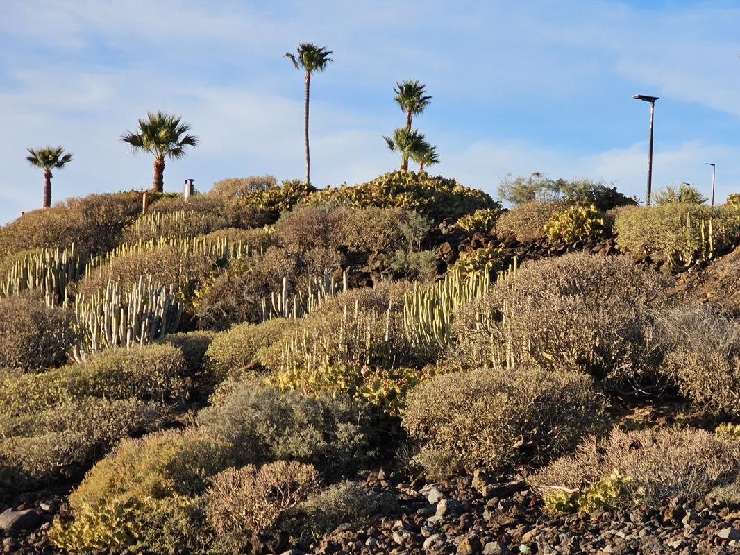 interessante Vegetation 