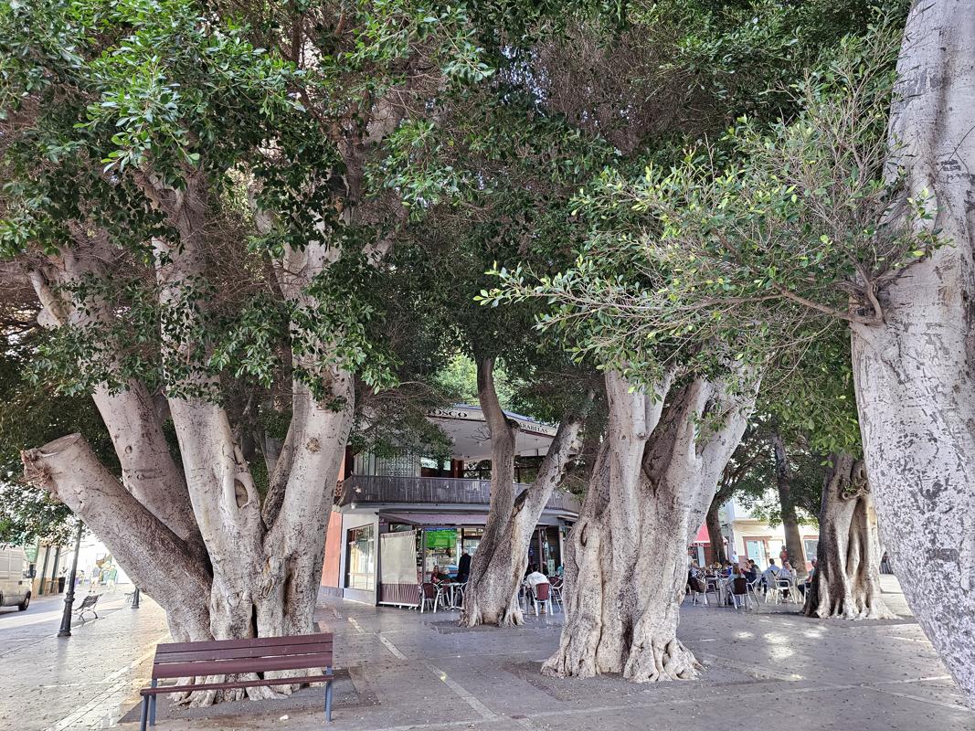 Abends Eis essen auf der Bank unter dem dichten Blätterdach von ficus benjamin.