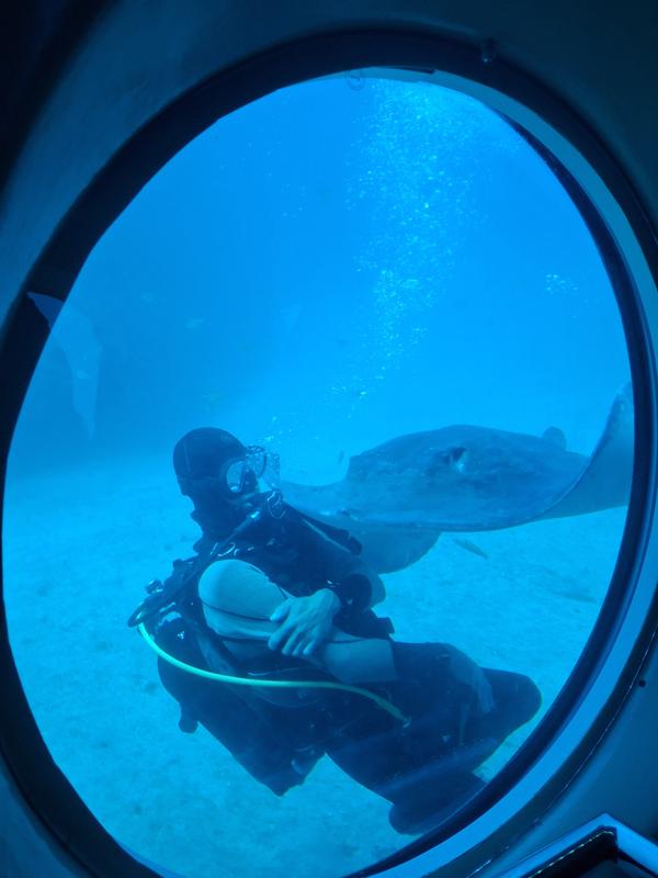 Ein Taucher lockt die Rochen zum U-Boot.