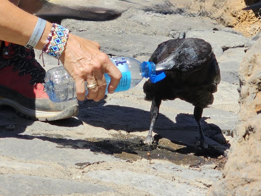 Die kanarischen Raben haben sich an die Menschen mit Speis und Trank gewöhnen lassen. Sie belohnen die Besucher mit halsbrecherischen Flugmanövern entlang der Felsen.