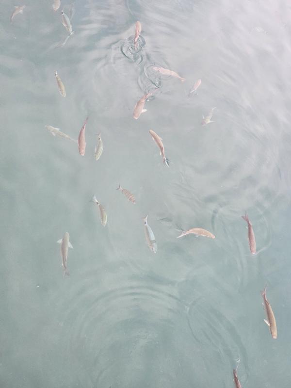 Fische verschiedener Art und Größe