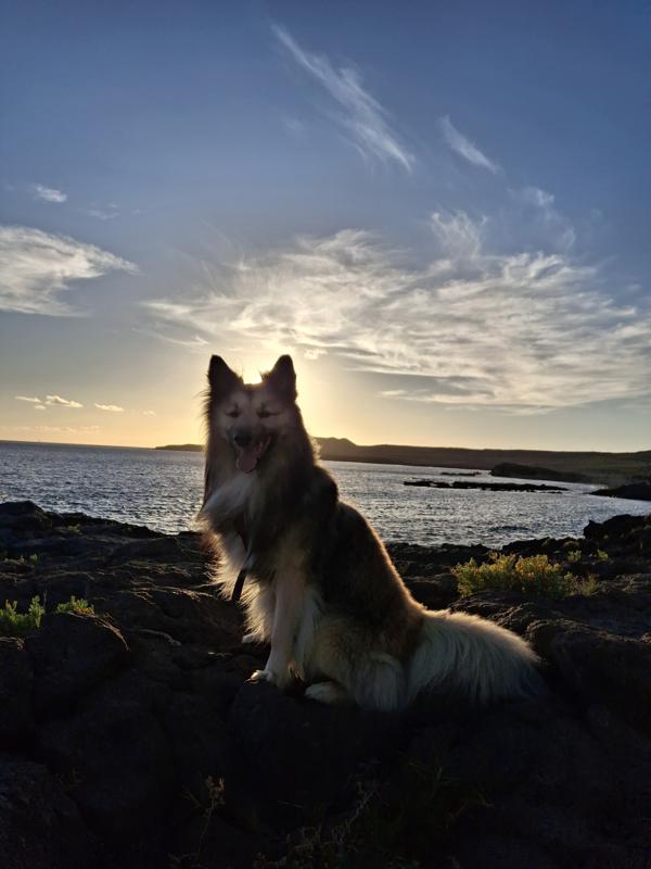 Spaziergänge mit Talitha bis zum Sonnenuntergang