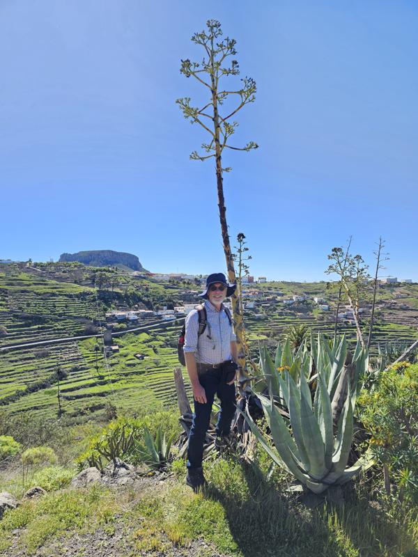 Einmal im Leben bildet die Algave ihren Blütenstand aus.