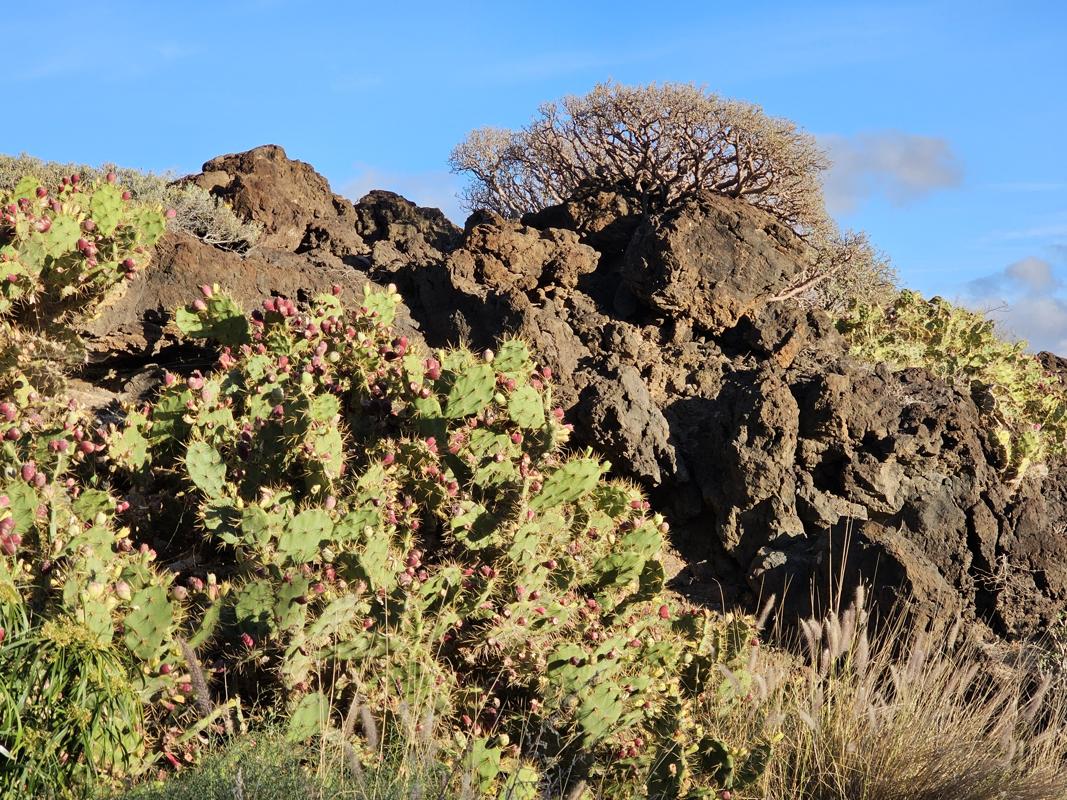Kaktusfeigen am Wegesrand
