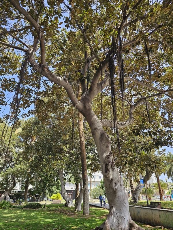 gewaltige Bäume mit Luftwurzeln